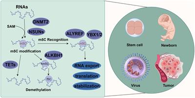 RNA m5C methylation modification: a potential therapeutic target for SARS-CoV-2-associated myocarditis